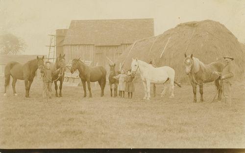 Horses and Foal
