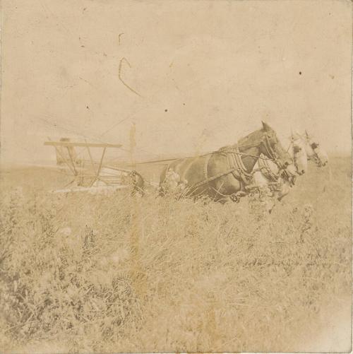 Binding Grain with a Three Horse Team