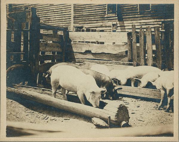 Pigs in a Barnyard