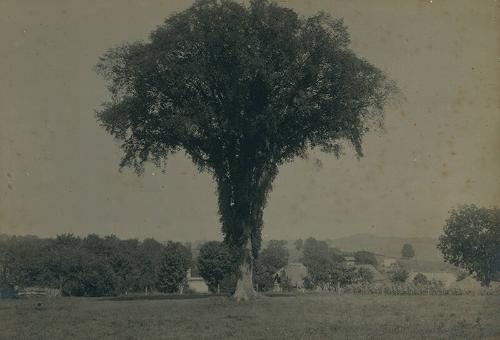 Elm Tree