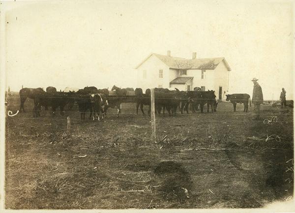 Horses, Beef and Dairy Cows