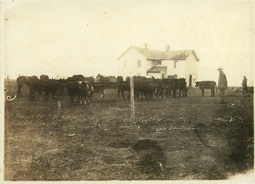 Horses, Beef and Dairy Cows