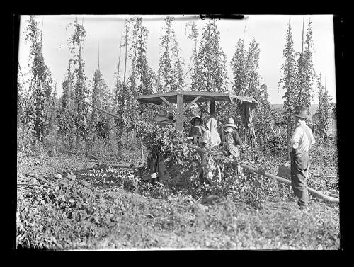 Hop Picking in Waterville, NY