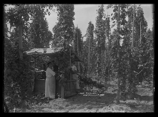 Hop Picking in Waterville, NY #2