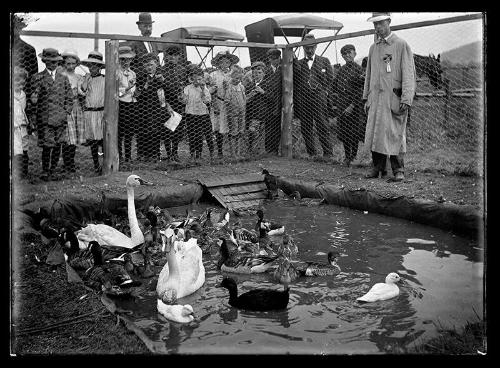 Ducks and Swans in a Tiny Pond