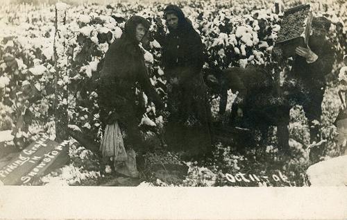 Picking Grapes in a Snowstorm