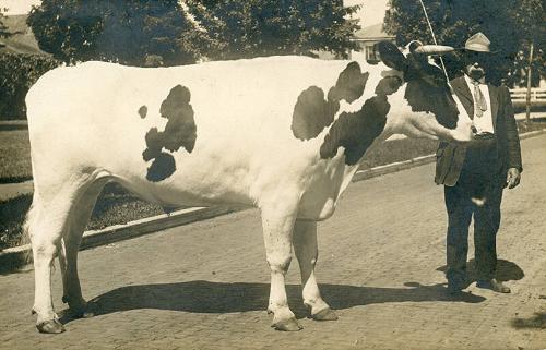 Man with Bull