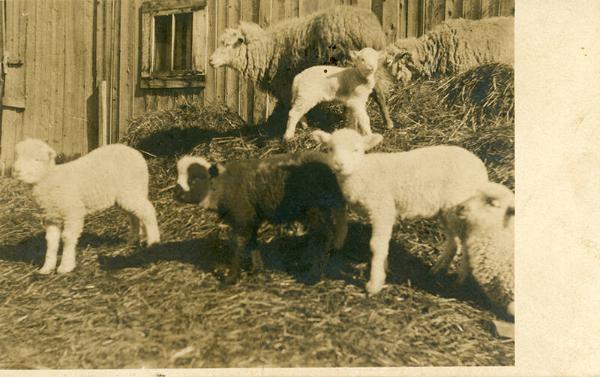 Sheep and Lambs