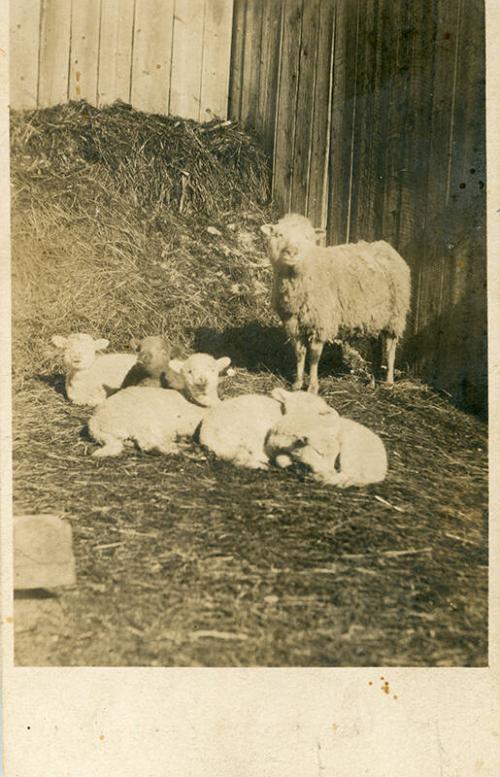 Sheep with lambs
