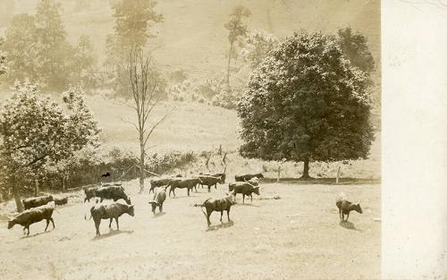Herd of Cattle in a Field