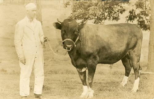 Bull with White Legs