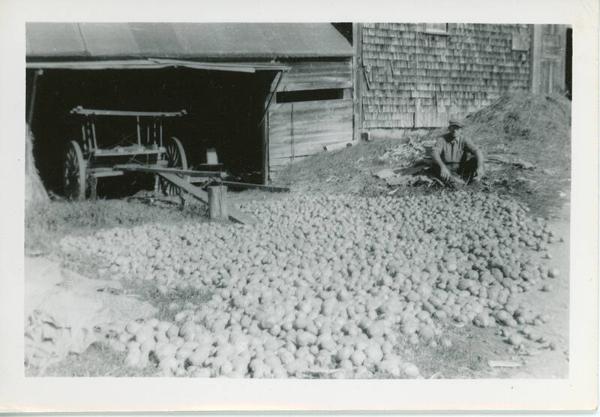 Potatoes