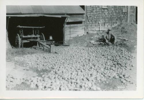 Potatoes