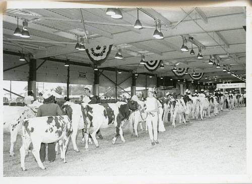 Dairy Judging