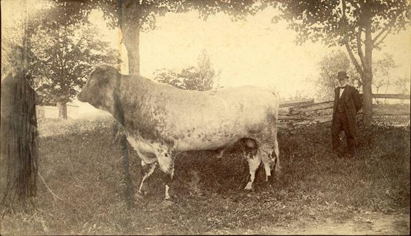 Portrait of a Bull
