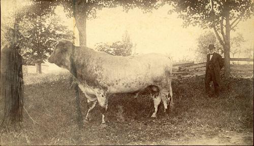Portrait of a Bull