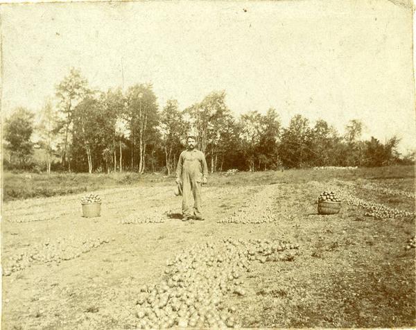 Potato Farmer