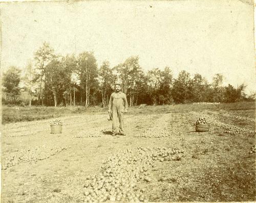 Potato Farmer