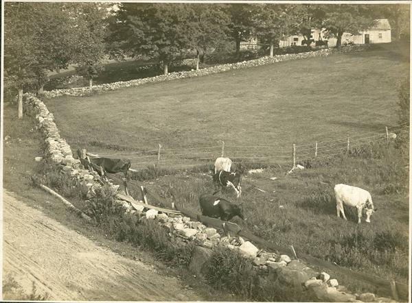 Cows in a Field