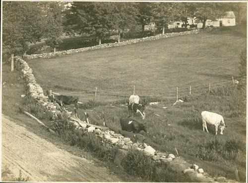 Cows in a Field