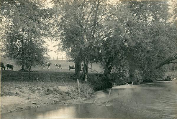 Herd by the River