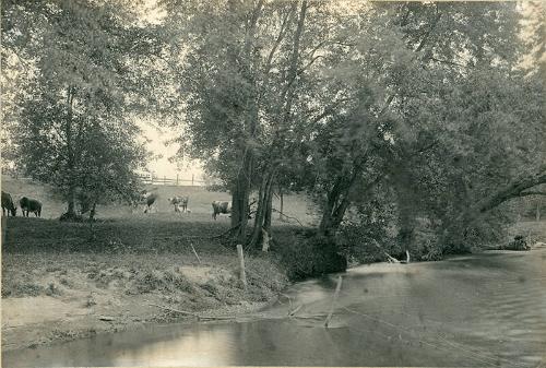 Herd by the River