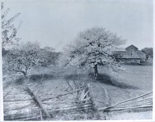 Farm Scene