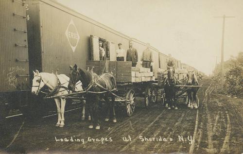 Loading Grapes at Sheridan, N.Y.