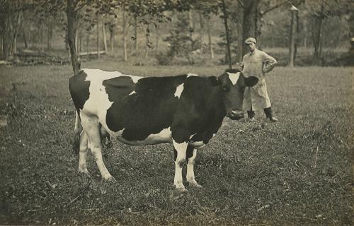 Holstein Cow