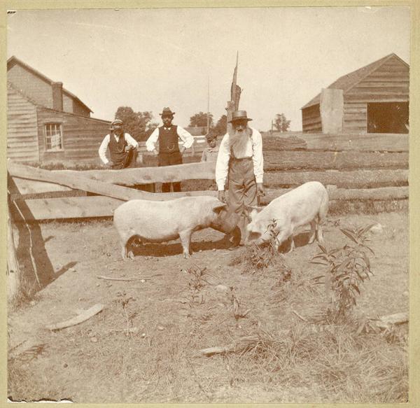 Bob Parker's Pigs