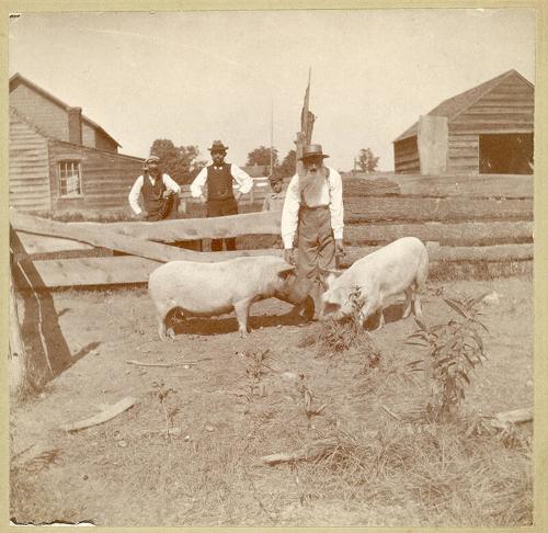 Bob Parker's Pigs
