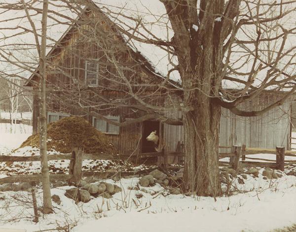 Winter Barn and Cow