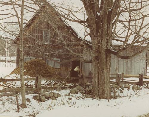 Winter Barn and Cow