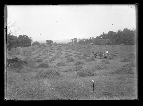 Working Hay