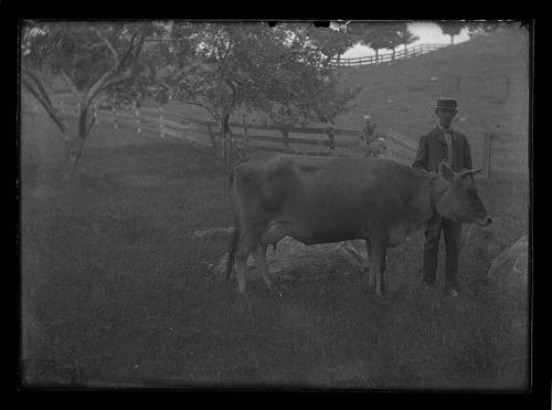 Man with Cow
