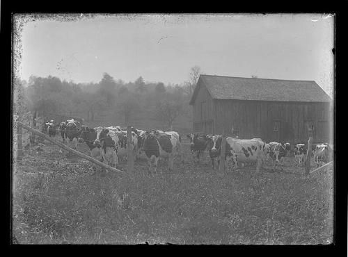 Holsteins in Pasture