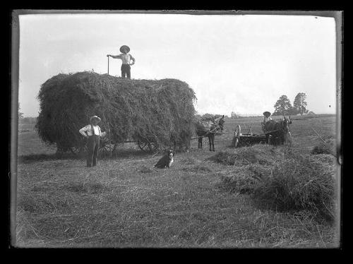 Working Hay (2)