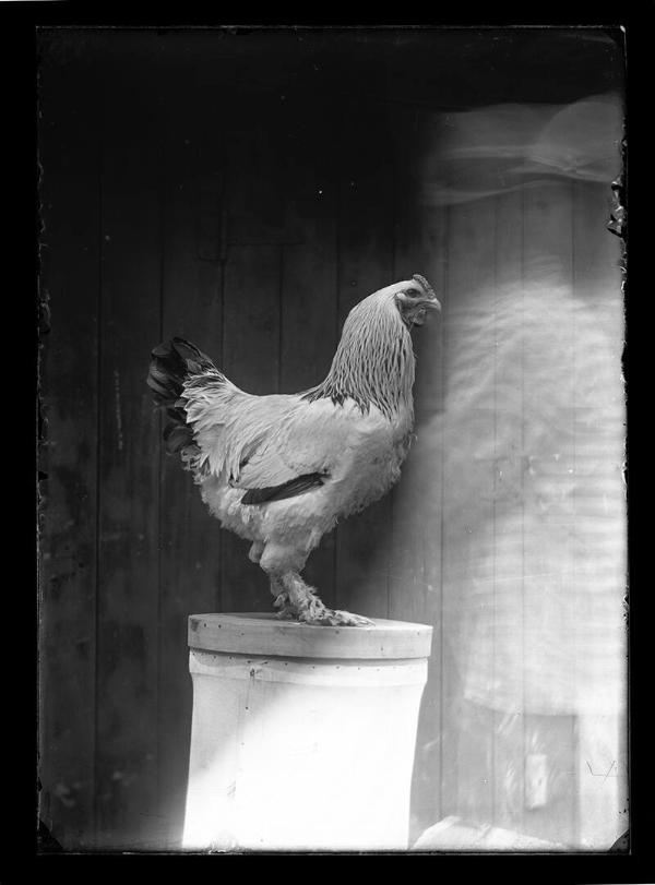 Portrait of a Rooster