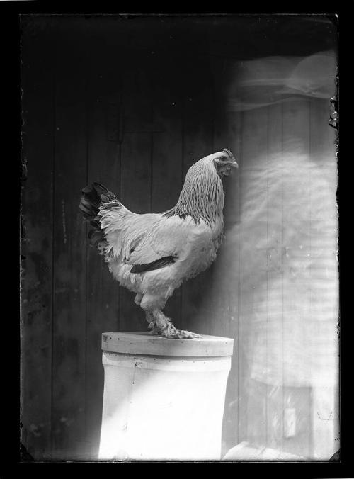 Portrait of a Rooster