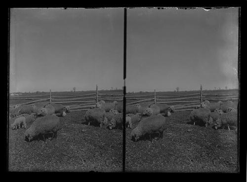 Stereoview of Sheep