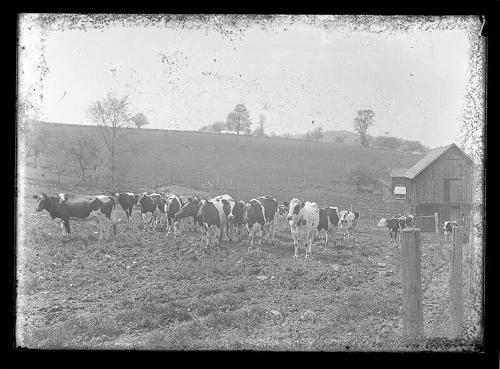 Holsteins in Pasture (2)