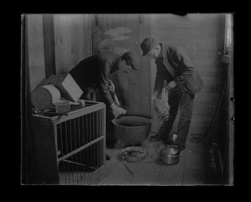 Two Men Pluck Chickens