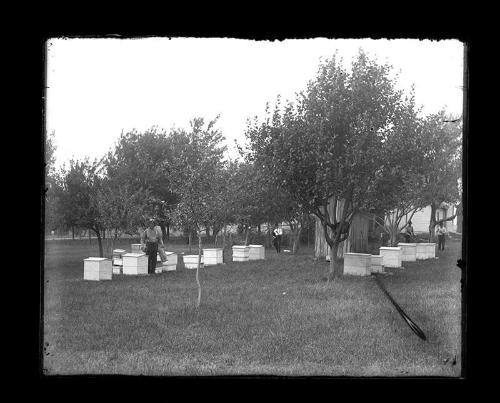 Four Men in Bee Yard