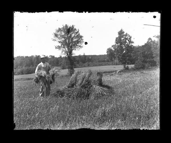 Gathering Hay