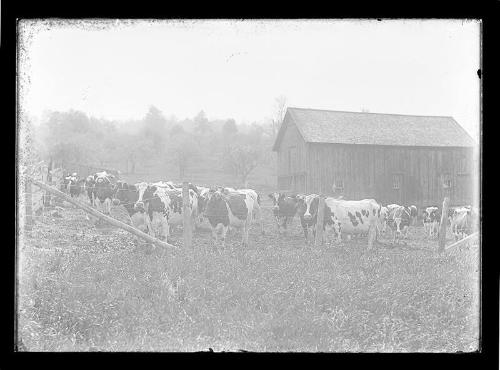 Holsteins in Pasture