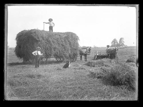 Working Hay (2)