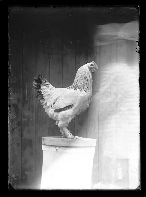 Portrait of a Rooster