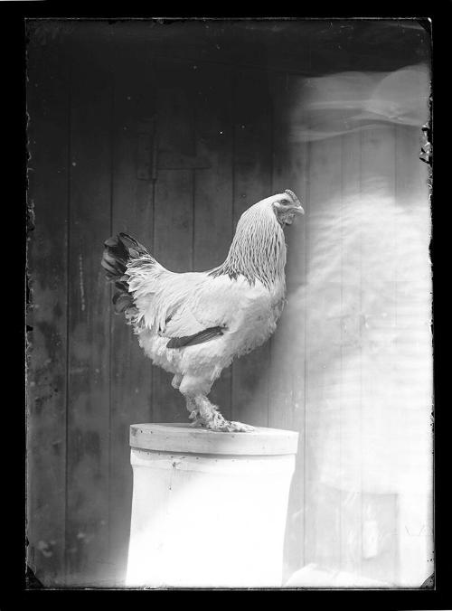 Portrait of a Rooster