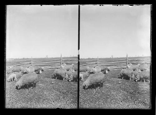 Stereoview of Sheep