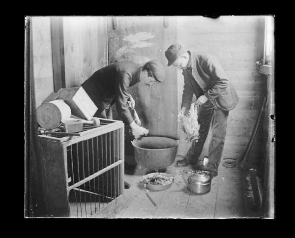 Two Men Pluck Chickens